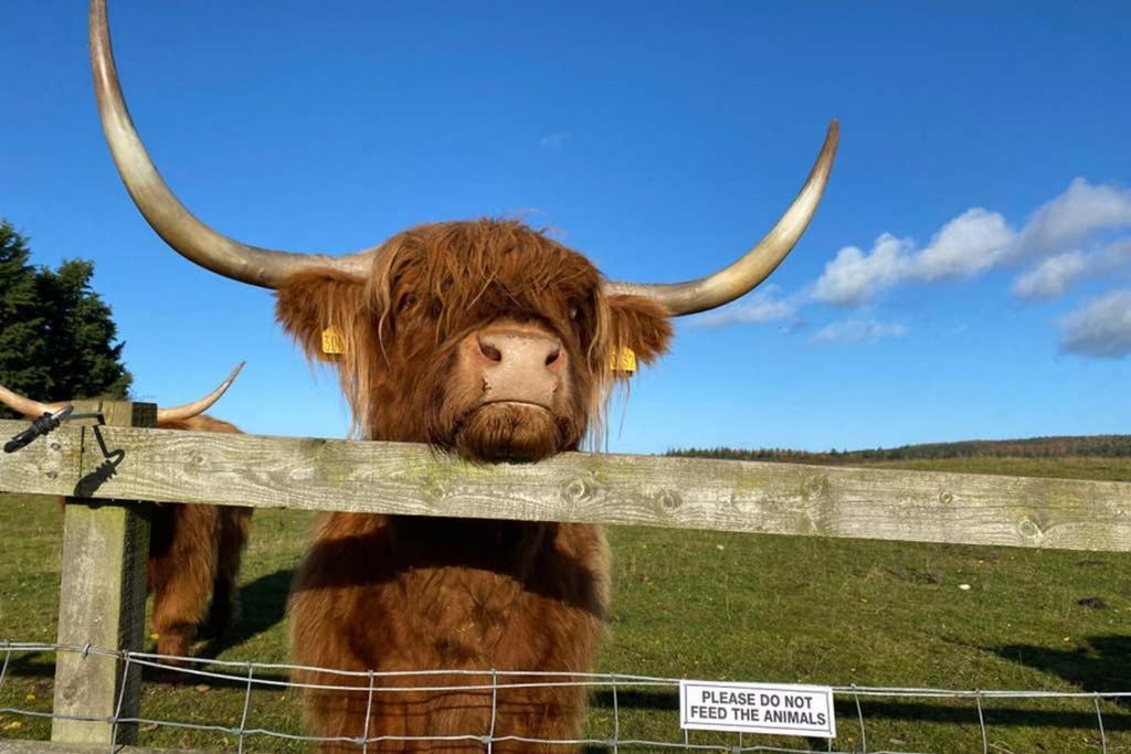 Вилла Glampods Glamping Pod - Meet Highland Cows And Sheep Элгин Экстерьер фото