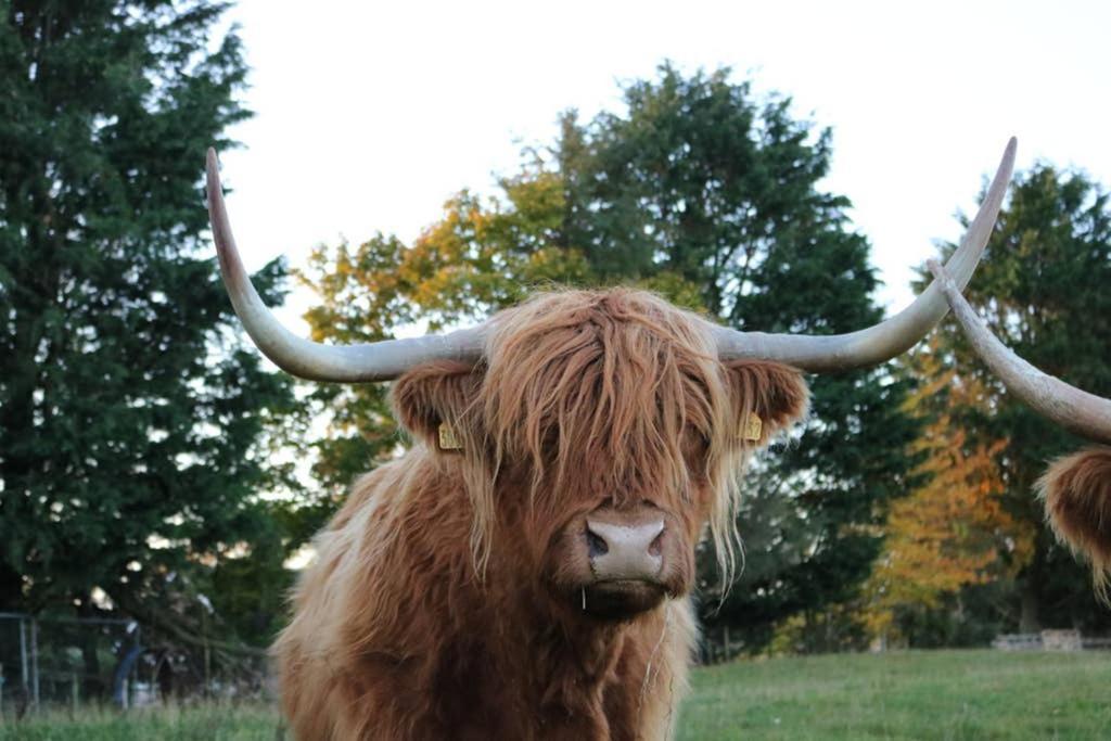 Вилла Glampods Glamping Pod - Meet Highland Cows And Sheep Элгин Экстерьер фото